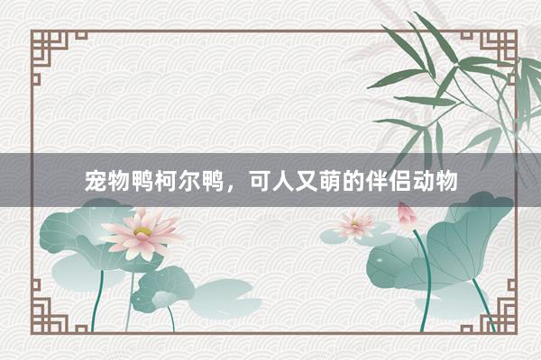宠物鸭柯尔鸭,可人又萌的伴侣动物